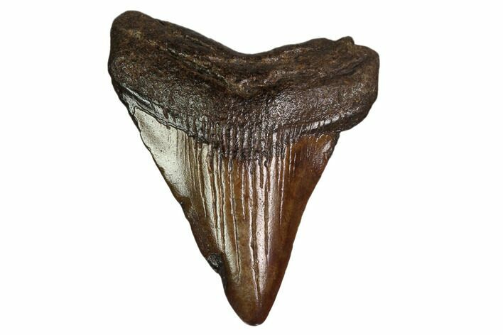 Juvenile Megalodon Tooth - Georgia #158822